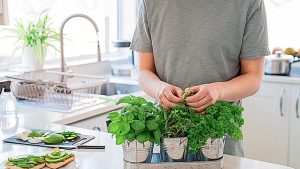 How to Grow Herbs in Your Kitchen