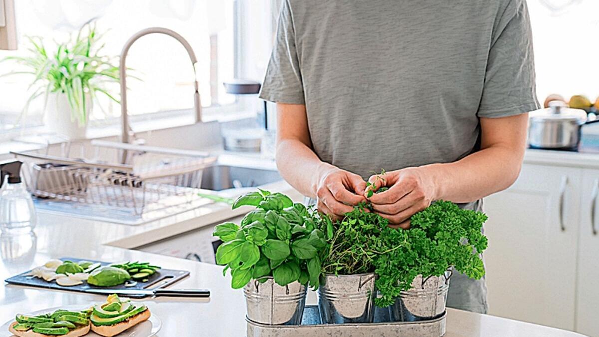 How to Grow Herbs in Your Kitchen